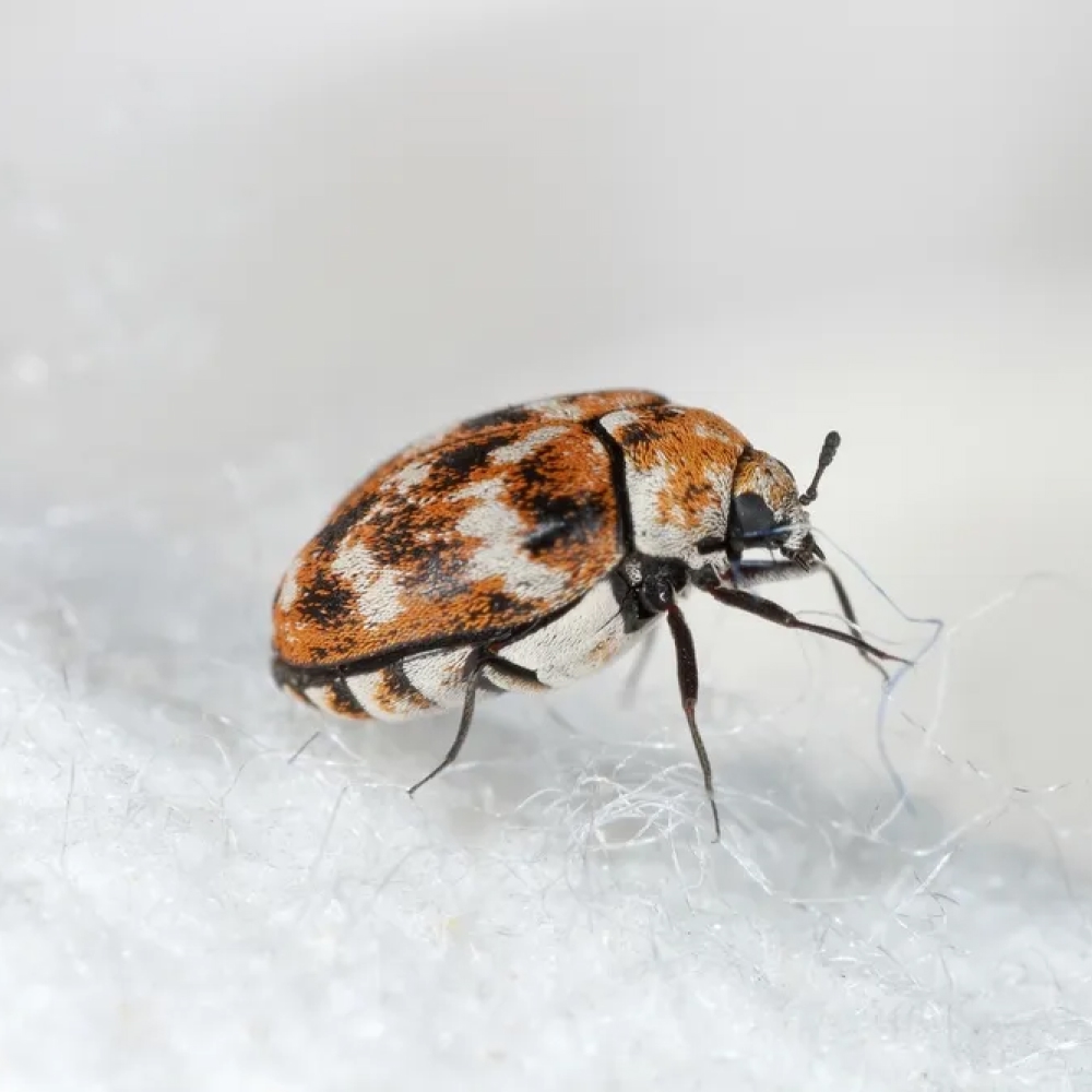 How To Get Rid Of Carpet Beetles