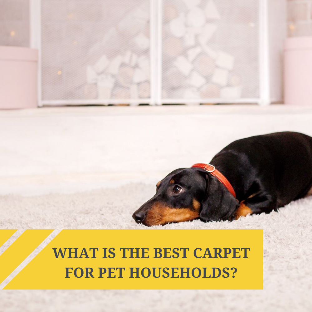 What is the Best Carpet for Pet Households?