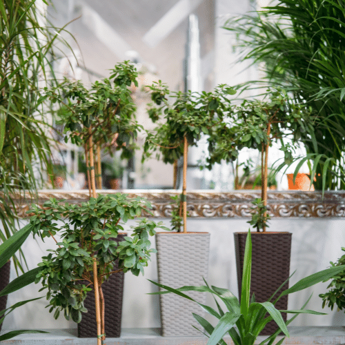 Plants decorated in the home biophilic design