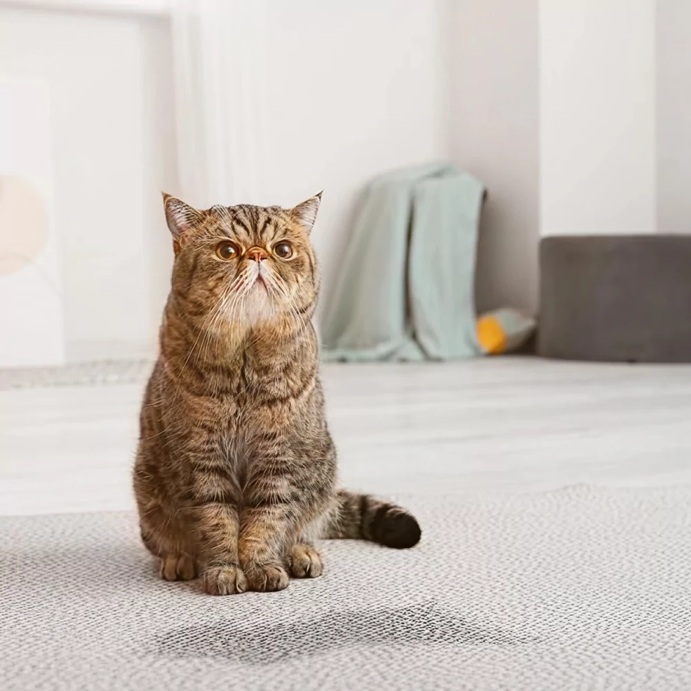 How To Get Stains Out of Carpet