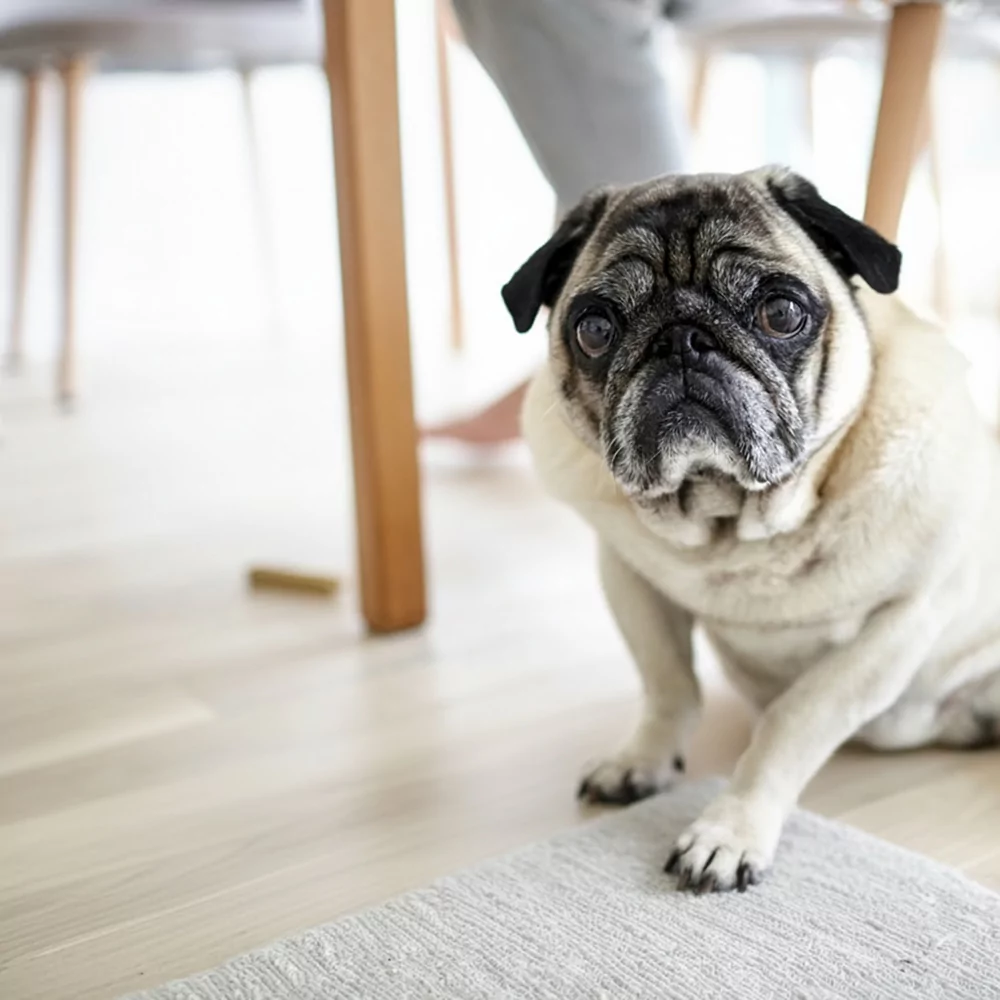 Pet Friendly Flooring: Why Laminate is the Purrfect Choice 