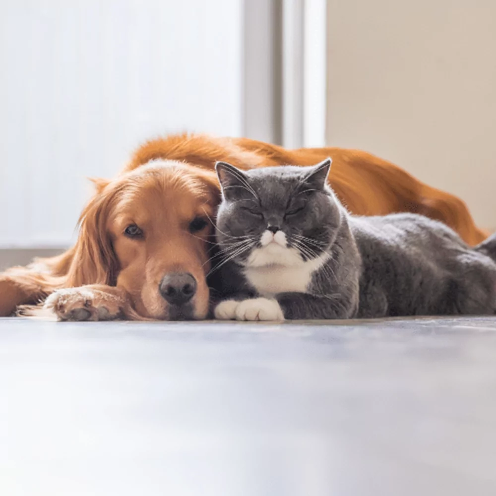 The Best Flooring For Pets