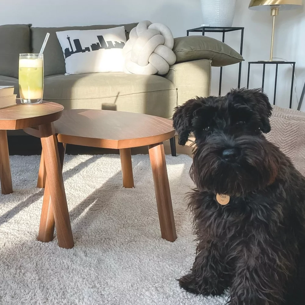 What Is the Best Carpet for Pets?