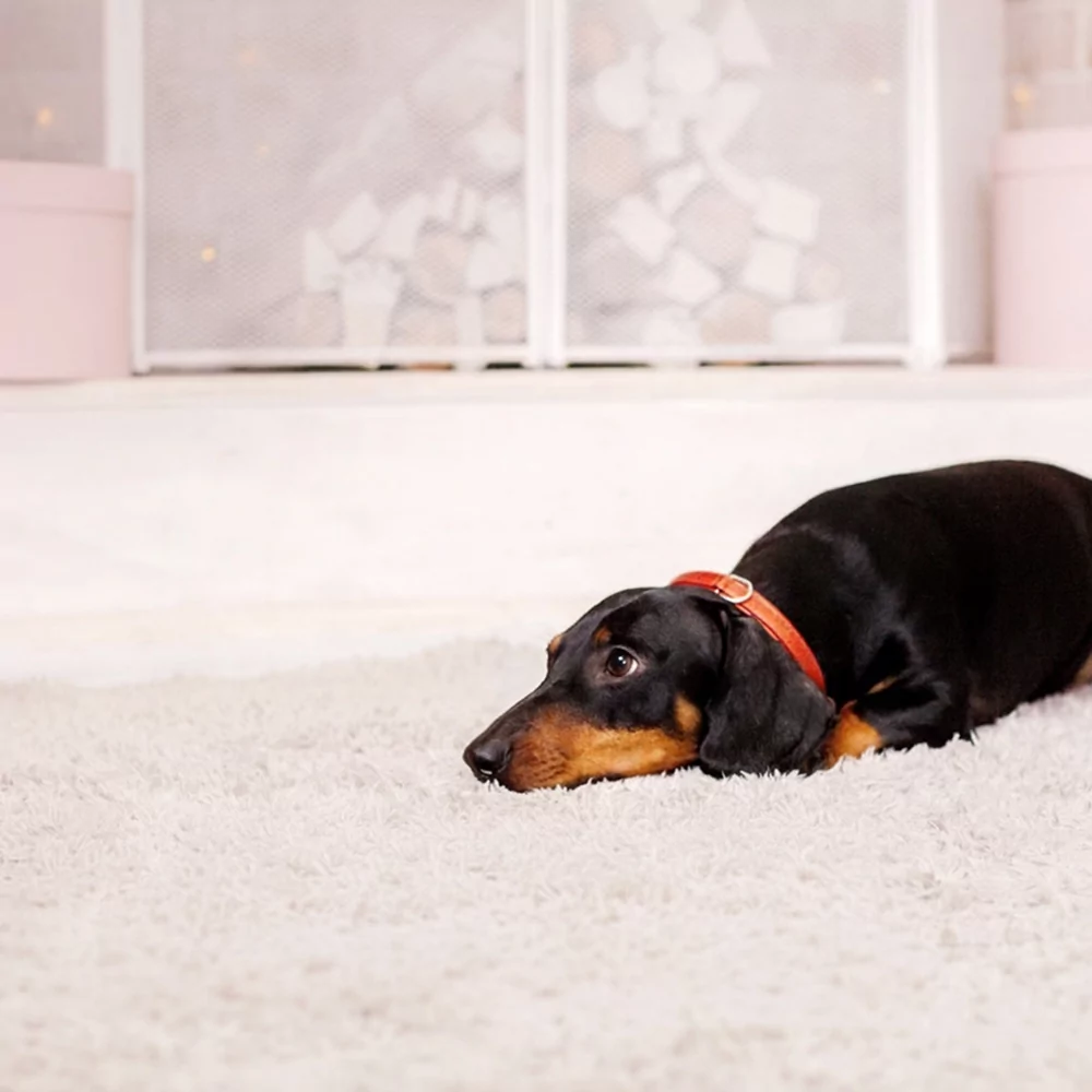 What is the Best Carpet for Pet Households?