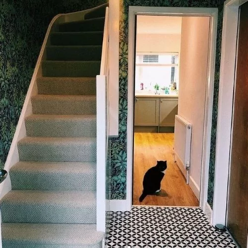 Buckingham Palace sheet vinyl flooring customer hallway kitchen photo with cat