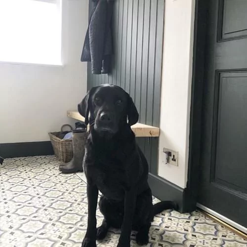 dog sitting on Baldosa Spanish Tile Effect Vinyl Flooring