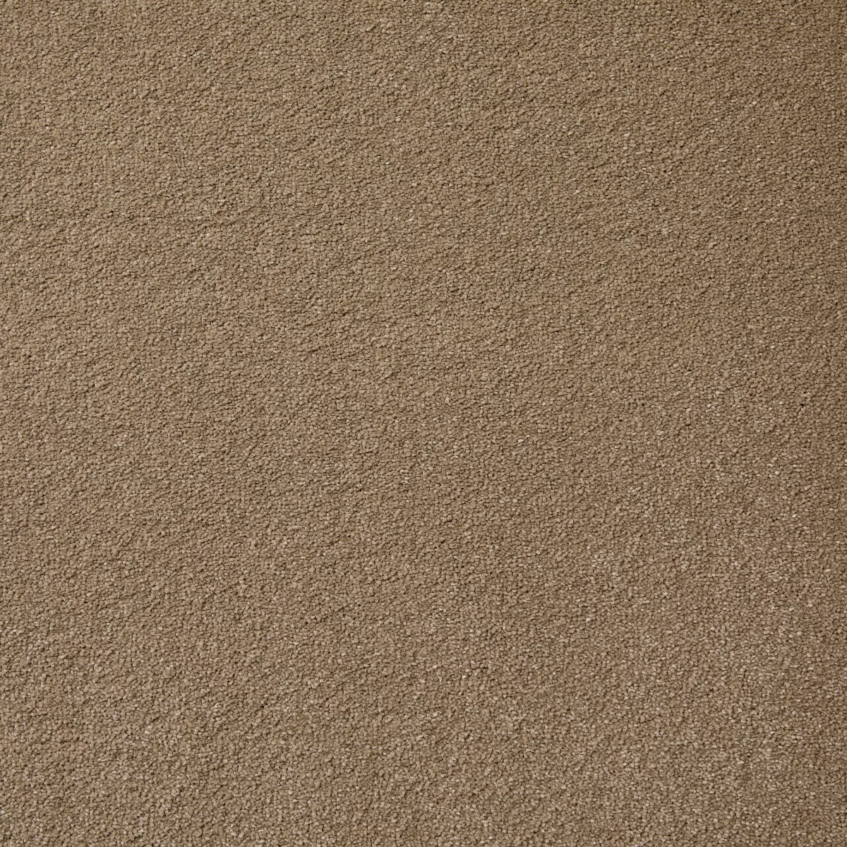 Aspire Stalk Carpet