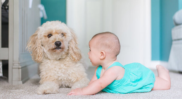 Blog_10_Tips_to_Extend_Your_Carpets_Lifespan_08