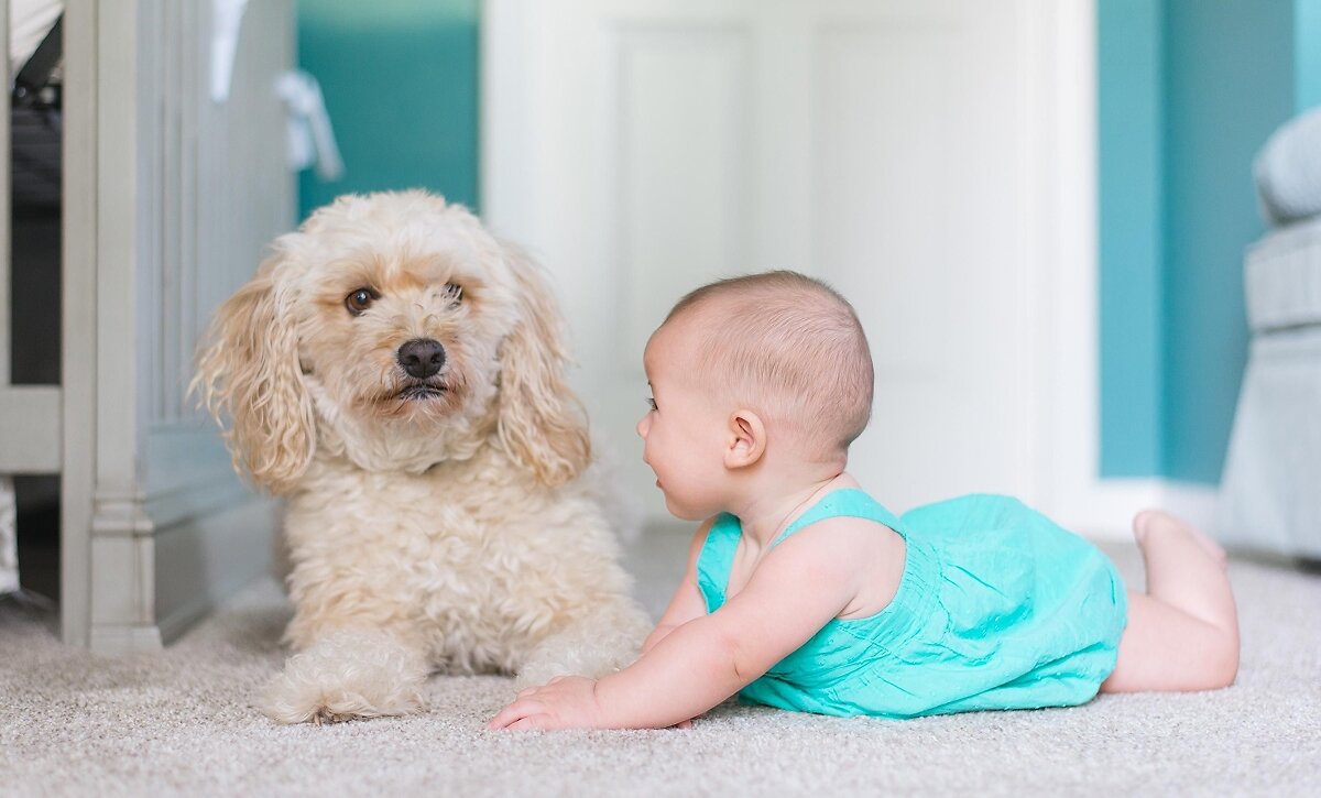 Blog_What_Is_The_Best_Carpet_For_Pets_08