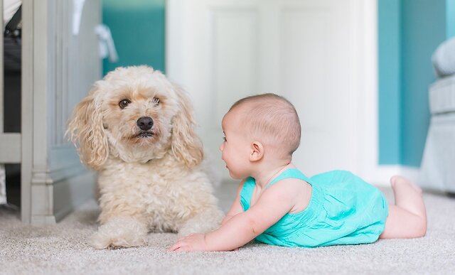 Blog_What_Is_The_Best_Carpet_For_Pets_08