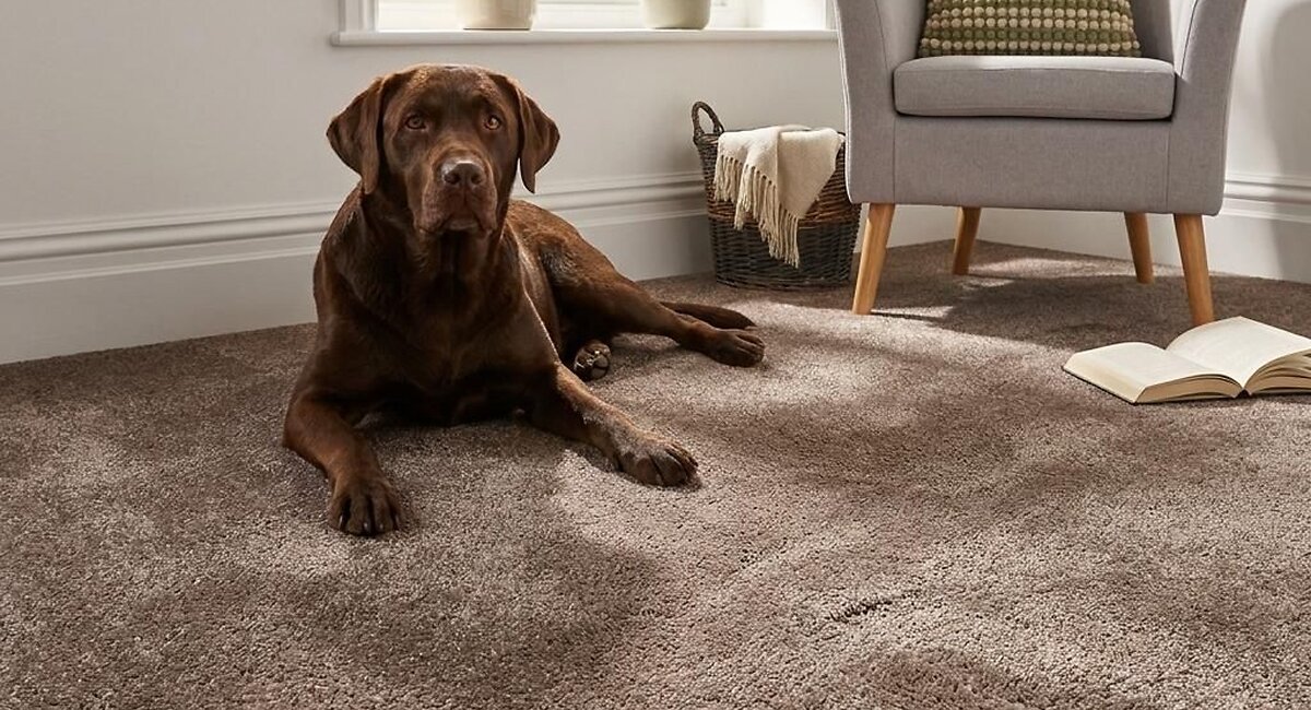 Blog_What_Is_The_Best_Carpet_For_Pets_06