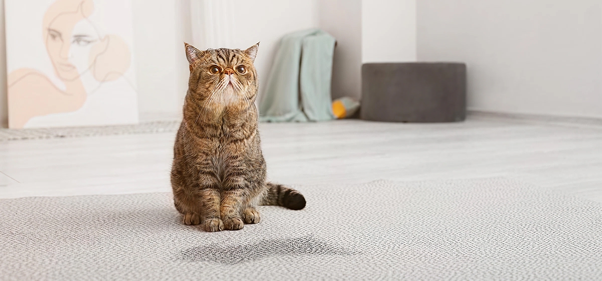 Blog_How_To_Get_Stains_Out_Of_Carpet_01