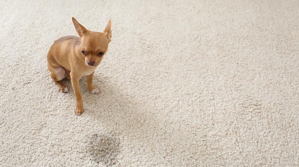 Blog_How_To_Get_Stains_Out_Of_Carpet_07