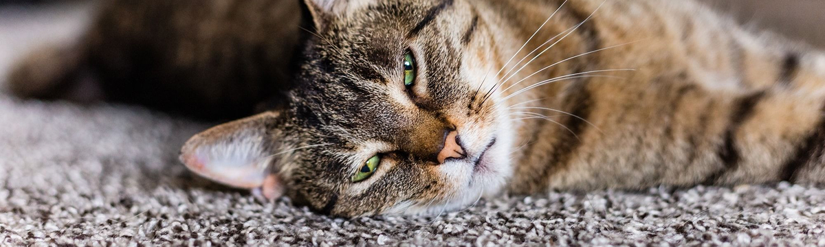 Blog_How_to_repair_a_Carpet_Banner_2